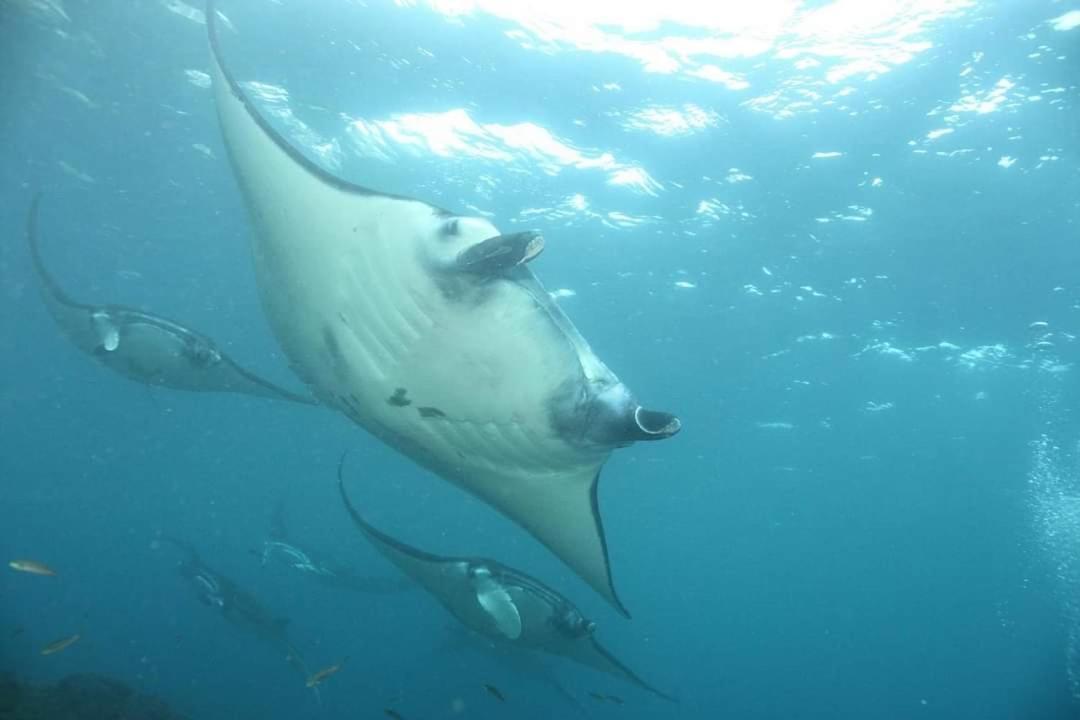 Pondok Bambu Resort - 5 Stars Padi Dive Centre Candidasa Zewnętrze zdjęcie